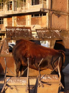 Cows eating from the dumpster 